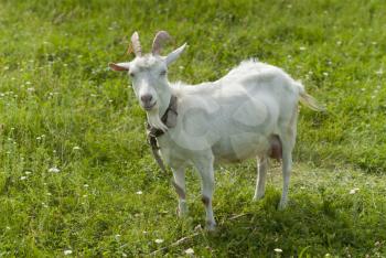 Goat on pasture.
