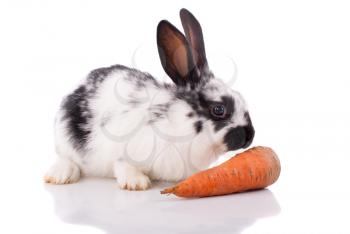White rabbit with carrot on a white background.;
