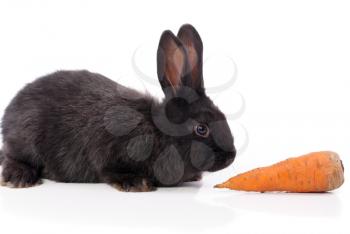 Black rabbit with carrot on a white background.