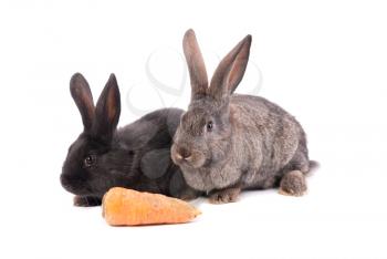 Two young rabbit with carrot on a white background.