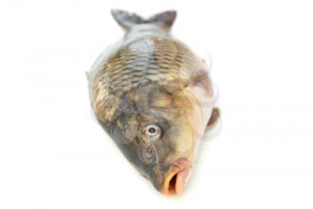 Fish carp close up on a white background.