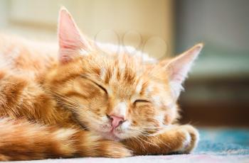 Peaceful Orange Tabby Male Kitten Curled Up Sleeping