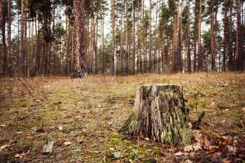 Stump In The Autumn Forest. Russian Nature Dark Fall Landscape Background.