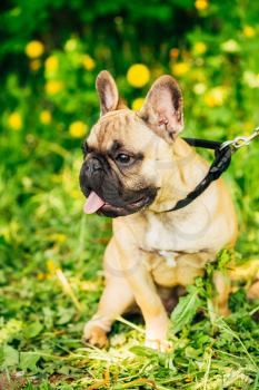 Dog French Bulldog on the grass