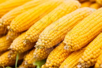 Fresh Yellow Corn Pile On The Local Market. Crop Background
