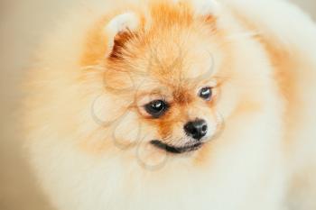 Pomeranian Puppy Small Spitz Dog Close Up Portrait