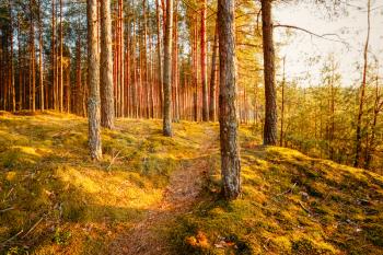 Morning In Green Coniferous Forest, Autumn, Fall Time. Toned LIke Instant Photo
