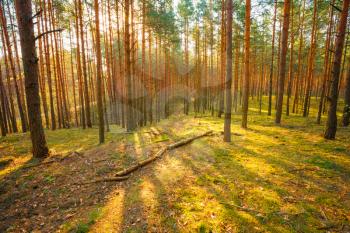 Sunlight In Green Coniferous Forest, Summer Time