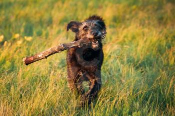 Funny Small Size Black Dog Play With Wooden Stick In Summer Sunset Sunrise Meadow Or Field