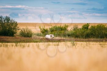 Horse Grazing On Grass In Summer Meadow Near Yellow Wheat Field. Summer Landscape