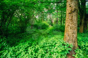Green Trees In Deciduous Forest. Beautiful Summer In Park. Russian Nature