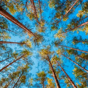 Looking Up In Autumn Pine Coniferous Forest Tree To Canopy. Bottom View Wide Angle Background.