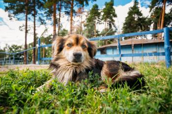 Mixed Breed Small Size Black And Brown Colors Dog Resting In Grass