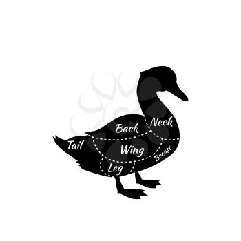 Duck cuts. Typographic duck butcher cuts diagram scheme. Premium duck meat label. Diagram guide for duck cutting. Mallard duck isolated. Cuts of duck meat. Dduck cuts vector illustration