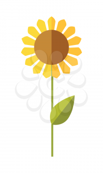 Sunflower  vector. Flat design. Traditional agricultural plant. Illustration for organic farming, industrial growing companies, grocery shops ad, logo element, icons, infographics.  