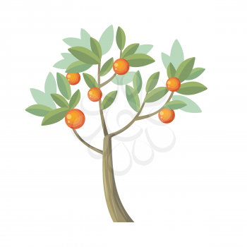 Vector tree. Orange isolated on white. Citrus trees belong to single genus Citrus and remain entirely interfertile. Includes grapefruits, lemons, limes. Part of series of different trees. Vector