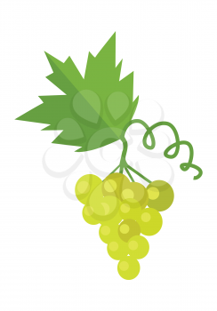 Bunch of white wine grape with green leaves. Fresh fruit. Vineyard grape icon. White grapes icon. Wine grape icon. Isolated object in flat design on white background. Vector illustration.