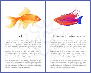 Filamented flasher wrasse and gold fish posters. Freshwater aquarium pets silhouette image on white background in cartoon style vector illustration