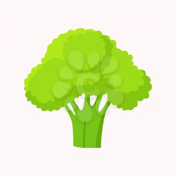 Broccoli green head or flower bud isolated on white. Vegetables in genus Brassica. Vector illustration of fresh organic plant, healthy cabbage in flat cartoon style. Nutritious dieting ingredient