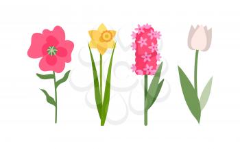 Flowers isolated icons set vector, yellow daffodil, white tulip and pink hyacinth. Flower with foliage, decoration and greeting with holiday, botanical