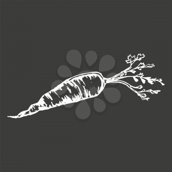 Healthy ripe carrot with leaves isolated white outline sketch on black background. Organic root crop full of vitamins vector illustration.