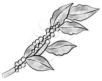 Branch of coffee beans and leaves isolated monochrome icon. Vector raw caffeine plant, drawing java symbol, tropical crop or arabic cluster, ingredient of drink