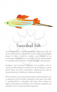 Colorful male swordtail fish isolated on white graphic. Freshwater aquarium fish icon on blank background, in cartoon style, vector illustration