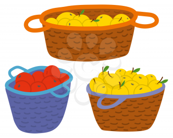 Three wicker straw baskets full of yellow and red apples isolated on white background. Fresh and ripe fruits autumn garden harvest vector illustration. Picking apples concept. Flat cartoon
