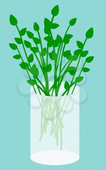 Plucked plants in vase isolated on blue background. Bunch of stems stand in glass with water indoor. Vegetation used for decoration, house interior. Vector illustration of green bouquet in flat style