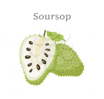 Soursop whole and cut fruit vector isolated on white. Annona montana edible medicinal plant in Annonaceae family, ripe berry with black seeds and leaf