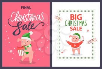 Big and final Christmas sale poster with piggy holding candy stick and gift box package. Pink pig in sweater with deer, in hat and scarf vector leaflet