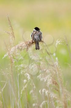 A sedge warbler in the reeds