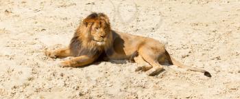 Lion resting in the sand