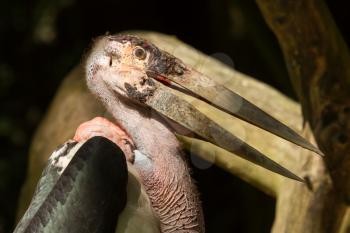 A close-up of an marabu in a dutch zoo