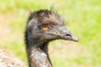 A close-up of an emu in a german zoo