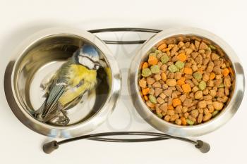 A deceased blue tit in a cats food bowl