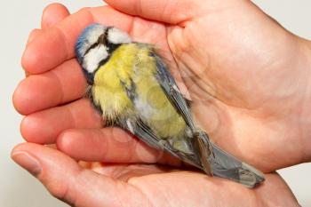 A deceased blue tit is being held in a womans hand