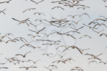 A group of Brent geese in flight