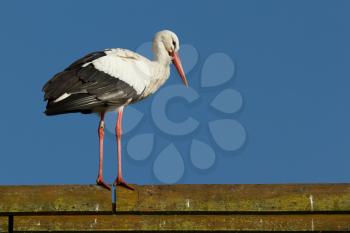 A stork on a roof in a dutch zoo