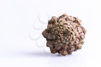 Pine cone isolated on grey