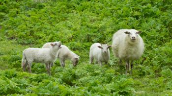 Little lambs in a wild green field