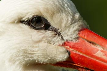 Extreme close-up of a stork (Holland)