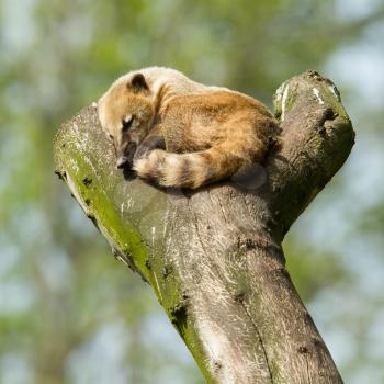 Sleeping coatimundi in a tree (zoo, Holland)