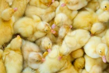 Little chicks in a basket, for sale on a Vietnamese market (Dong Hoi)