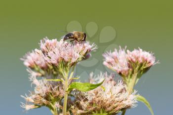 Single bee isolated on a pink flower, soft background