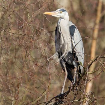Great Blue Heron resting in a tree, Holland