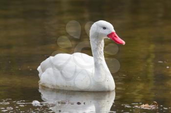 The Coscoroba Swan - the smallest species of swan