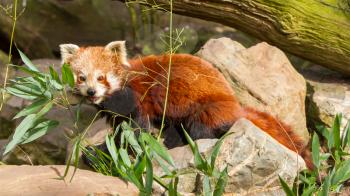 The Red Panda, Firefox or Lesser Panda (Ailurus fulgens)