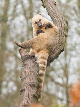 Coatimundi scratching himself in a tree (zoo, Holland)
