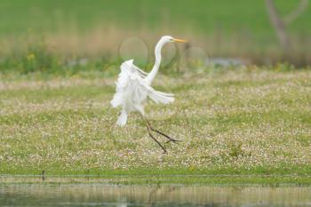 Great white heron walking in a lake, flying